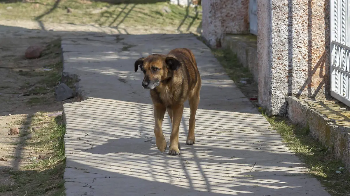 Las mascotas pueden sufrir irritación en sus extremidades si usan estos elementos. Foto Cesar Ortiz. El Sol de San Juan del Río.